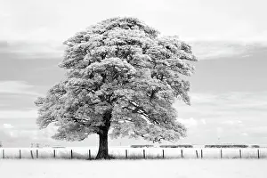 Northumberland Prints: Sycamore tree in infrared, near Alnwick, Northumberland, England