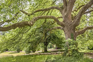 Sycamore Prints: Sycamore tree in Tyntesfield Park near Bristol, North Somerset, England