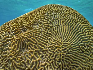 Stony Coral Prints: Symmetrical Brain Coral (Pseudodiploria strigosa)