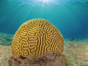 Invertebrate Prints: Symmetrical Brain Coral (Pseudodiploria strigosa)