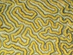 Invertebrate Prints: Symmetrical Brain Coral (Pseudodiploria strigosa)
