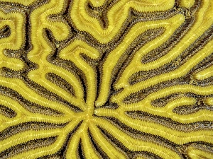 Marine Invertebrate Prints: Symmetrical Brain Coral (Pseudodiploria strigosa)