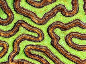 Invertebrate Prints: Symmetrical Brain Coral (Pseudodiploria strigosa)