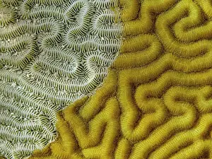 Stony Coral Prints: Symmetrical Brain Coral (Pseudodiploria strigosa) showing evidence of dying