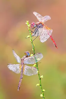 Insects Prints: Sympetrum fonscolombii (Red-veined darter)