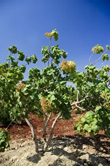 Syria, Hama, Syrian Pistachio Plantation (Pistacia vera)