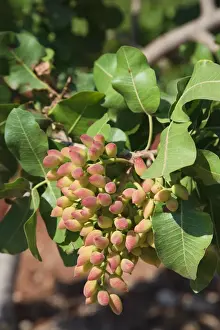 Syria Prints: Syria, Hama, Syrian Pistachio Plantation (Pistacia vera)