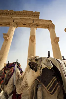 Roman City Prints: Syria, Palmyra ruins (UNESCO Site), Great Colonnade