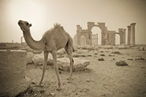 Syria, Palmyra ruins (UNESCO Site), Camel and Monumental Arch