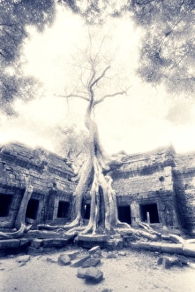 Cambodia Prints: Ta Prohm, Angkor, Cambodia