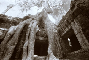 Ta Prohm, Angkor, Cambodia