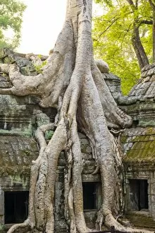Images Dated 20th April 2015: Ta Prohm temple (Rajavihara), Angkor, UNESCO World Heritage Site, Siem Reap Province