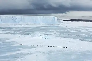 Shelf Ice Prints: Tabular iceberg frozen in and emperor penguins - Antarctica, Antarctic Peninsula