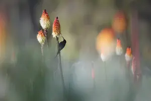 African Alps Prints: Tacazze sunbird on Red hot poker, Bale mountains National park, Ethiopia
