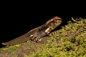 Frogs Prints: A tadpole of an Osteocephalus species of tree frog discovered near Tarapoto, Peru