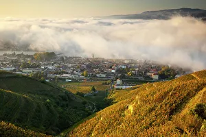 Tain L Hermitage, Cote du Rhone, Drome, Rhone-Alpes, France