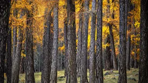 Venosta Valley Prints: Detail of Talai forest in autumn. Curon Venosta, South Tirol, Italy