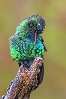 Forests Prints: Talamanca Hummingbird (Eugenes spectabilis), Costa Rica