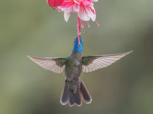 Talamanca Hummingbird (Eugenes spectabilis), Cartago Province, Copey District, Costa Rica