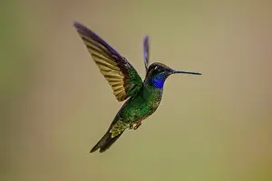 Flying Prints: Talamanca hummingbird/Magnificent/hummingbird (Eugenes spectabilis)