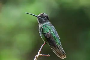 Songbirds Prints: Talamanca hummingbird/Magnificent/hummingbird (Eugenes spectabilis)