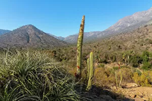 Tall cactus Tristerix aphyllus against mountains, Sector Palmas de Ocoa, La Campana National Park