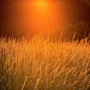 Tall grass in a field at sunset, Surrey, England