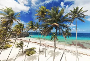 Images Dated 29th April 2020: Tall palm trees lean over the white sands of Bottom Bay beach, in Barbados