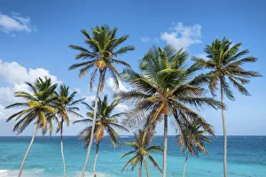 West Indies Prints: Tall palm trees and turquoise sea in background, Bottom Bay, Barbados Island