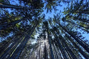 Tranquil Tranquility Prints: Tall trees in the mist, Cape Lookout State Park, Oregon, USA