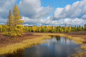 Autumn Color Prints: Tamarack trees in autumn along small boreal forest stream, White River, Ontario, Canada