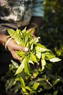 Harvesting Prints: Tamil Woman Tea Picker in a Tea Plantation in the Highlands, Nuwara Eliya, Central