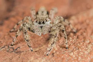 Spider Prints: Tan Jumping Spider (Platycryptus undatus), Thornton, Ontario, Canada