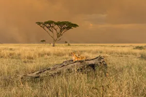 Cats Prints: Tanzania, Africa, Serengeti National Park, puppies on a tree trunk
