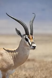 Images Dated 17th October 2010: Tanzania, Ngorongoro. A mature male Grants Gazelle
