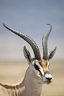 Images Dated 17th October 2010: Tanzania, Ngorongoro. A mature male Grants Gazelle