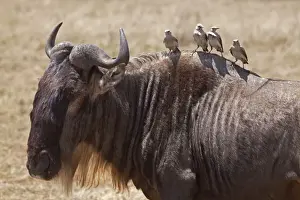 Antelope Prints: Tanzania, Ngorongoro. A wildebeest plays host to four oxpeckers