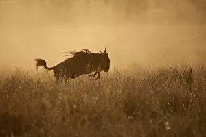 Tanzania, Serengeti. A Gnu leaps through the grass