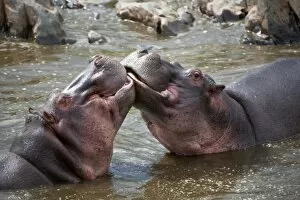 Images Dated 15th October 2010: Tanzania, Serengeti. Hippos joust for dominance in the waters of the Serengetis northern Hippo Pool