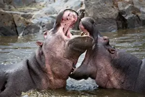 Fighting Prints: Tanzania, Serengeti. Hippos joust for dominance in the waters of the Serengetis northern Hippo Pool
