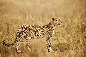 Spots Collection: Tanzania, Serengeti. A leopard boldly stands in the long grasses near Seronera