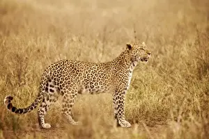 Spots Prints: Tanzania, Serengeti. A leopard boldly stands in the long grasses near Seronera