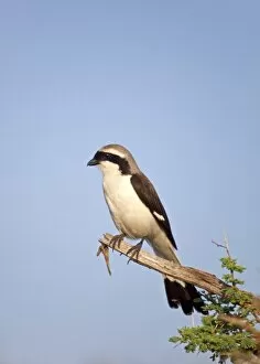 Images Dated 14th October 2010: Tanzania, Serengeti. A Shrike taking in the morning sun