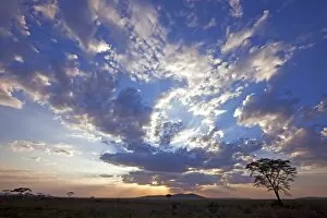 Acacia Gallery: Tanzania, Serengeti. A stunning sunset over the Serengeti plains, near Seronera