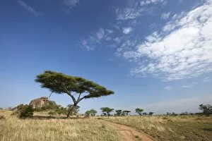 Images Dated 15th October 2010: Tanzania, Serengeti. Typical Serengeti landscape near the Msai Kopjes