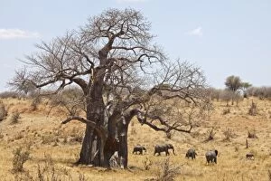 Tanzania, Tarangire. A herd of elephants walks past a massive baobab. Both are what makes Tarangire famous