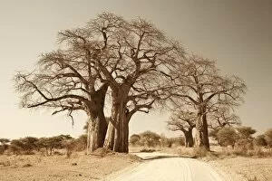 Adansonia Gallery: Tanzania, Tarangire. A road runs underneath the branches of massive baobab trees