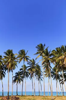Images Dated 26th October 2017: Tanzania. Zanzibar, Jambiani, Jambani Beach and Coconut Plantation
