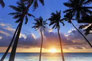 Tanzania. Zanzibar, Jambiani, Jambani Beach and Coconut Plantation