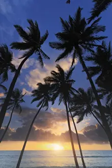 Tanzania. Zanzibar, Jambiani, Jambani Beach and Coconut Plantation